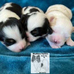 Papillon Puppies from WayMaker Papillons