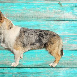 Shelby - American Corgi