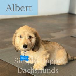 Cream Silky Hair - Pet Only CKC - Ready To Go - Albert - Cream male Dachshund puppy in Pauls Valley, Oklahoma from Simply Happy Dachshunds