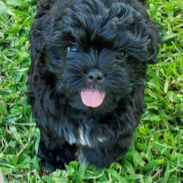 Russian Tsvetnaya Bolonka and Shih Tzu Puppies from Pink Lotus Kennels