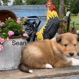 Sean - Sable male Collie puppy in Hinckley, Minnesota from Rusty Spur Collies
