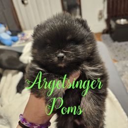 Lucian - Black and tan male Pomeranian puppy in Indianola, Iowa from Argetsinger Poms