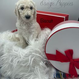 Goldendoodle, Labradoodle, Poodle, and Sheepadoodle Puppies from Osage Puppies