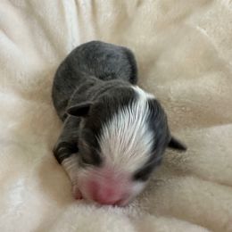 Dexter - Red merle male Miniature Australian Shepherd puppy in Norco, California from Joyfulpuppies