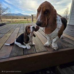 Basset Hound Puppies from Montana Bassets