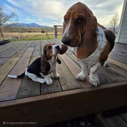 Basset Hound Puppies from Montana Bassets