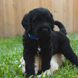 Labradoodle Puppies from I Love U Back Labradoodles
