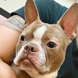 Ny - Boston Terrier