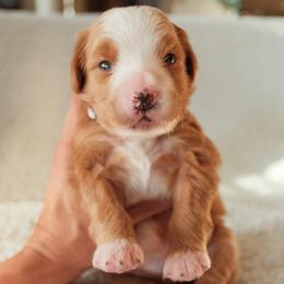 Girl 4 - female Bernedoodle puppy in Gilbert, Arizona from 5280 Bernedoodles