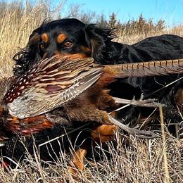 Levi - English Cocker Spaniel