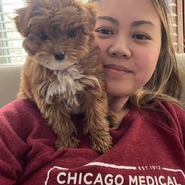 Cavapoo and Goldendoodle Puppies from French Creek Doodles