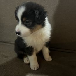 Summer - Black tri-color Australian Shepherd puppy in Kansas City, Kansas from A Beautiful Soul Aussies