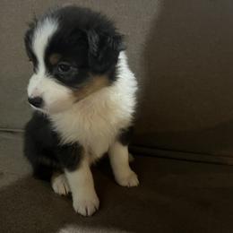 Summer - Black tri-color Australian Shepherd puppy in Kansas City, Kansas from A Beautiful Soul Aussies