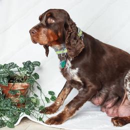 Oakley - English Springer Spaniel