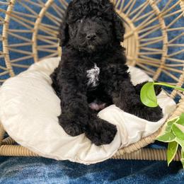 Bernedoodle Puppies from Dulcito Bernedoodles