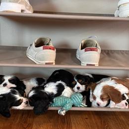 Cavalier King Charles Spaniel puppies from Queen City Cavaliers