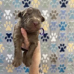 Girl 2 Purple Collar - Liver female German Shepherd puppy in Pelham, North Carolina from P & P Shepherds