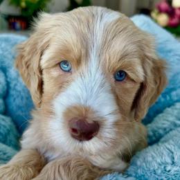 Dark blue collar apricot boy - Apricot male Goldendoodle puppy in Peoria, Arizona from Az Doodle Mom