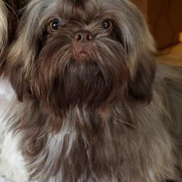 Isabella - Shih Tzu