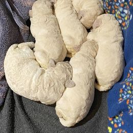 Poodle Puppies from Aura & Luxe Poodles