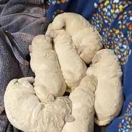 Poodle Puppies from Aura & Luxe Poodles