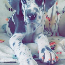 Great Dane Puppies from Sand Mountain Danes LLC