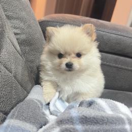 Pomeranians from Panhandle Poms