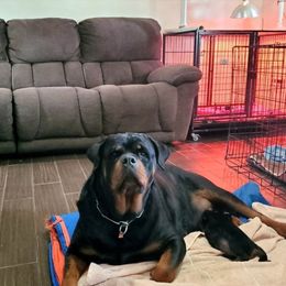 Raven - Rottweiler