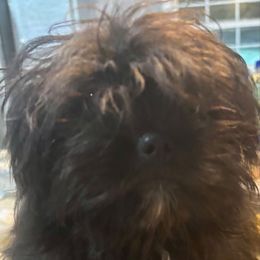 Hercules - Black male Shih Tzu puppy in Skipperville, Alabama from Nay Nay’s Babies