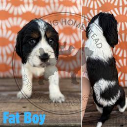 Fat Boy - Black white and tan male English Springer Spaniel puppy in Fond Du Lac, Wisconsin from Clucking Homestead Springers & Dachshunds