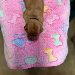 Black collar - Dark golden male Golden Retriever puppy in Monroe, Tennessee from Golden Girls Furever Friends