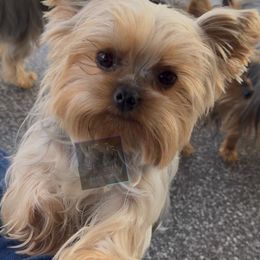 Mikka - Yorkshire Terrier