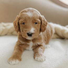 Girl 3 - female Goldendoodle puppy in Hiddenite, North Carolina from Rose and Reid Doodles