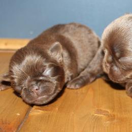 Chocolate girl - Brown female Brussels Griffon puppy in Huntsville, Alabama from Tammy's Brussels