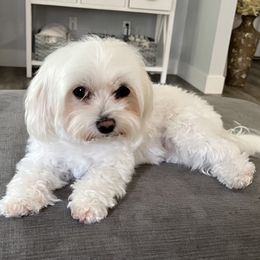 Maltese from Anastasiya's Maltese Pups