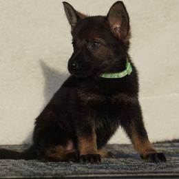 Astra - Sable female German Shepherd puppy in Muldrow, Oklahoma from Reizarf Kennels