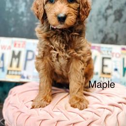 Maple - Red  female Goldendoodle puppy in Pasco, Washington from Camp Doodle Woods