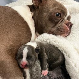 Boy 5 Blue - Blue male Boston Terrier puppy in Coopertown, Tennessee from Toon’s Boston Terriers