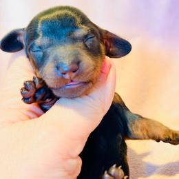 Venus (dark pink collar) - Black and tan female Dachshund puppy in Loris, South Carolina from Dogwood Mountain Dachshunds