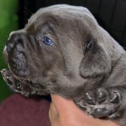 Second Pick Male - Gray and fawn male Cane Corso puppy in Sault Ste Marie, Michigan from Willow Creek Cane Corsos