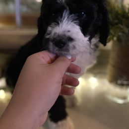 Bernedoodle Puppies from Collins Bernedoodles
