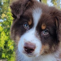 Australian Shepherds from K Bar H Farms