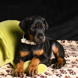 General - Black and rust male Doberman Pinscher puppy in Overton, Texas from Obsidian Kennel