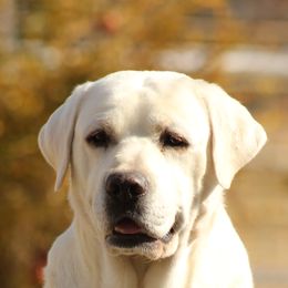 Storm - Labrador Retriever