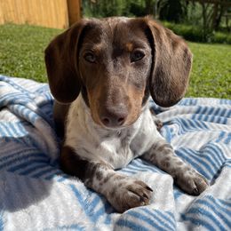 Chip - Dachshund