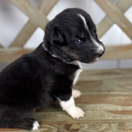 Boy 2 - Black tri-color male Australian Shepherd puppy in Volant, Pennsylvania from Addie's Aussies