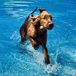 Irish Setter puppies from Shakarri Irish Setters