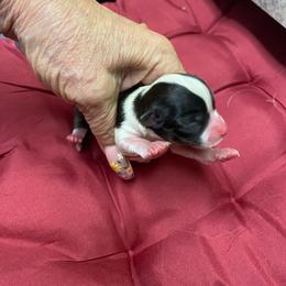 Gemma - Black and white female Chihuahua puppy in Red Bluff, California from Aye Chihuahua
