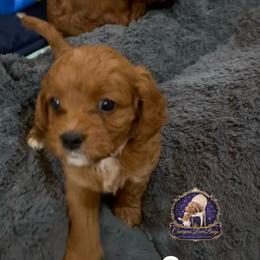 Coco - Red female Cavapoo puppy in Ridgeville, South Carolina from Cavapoo Love Bugs