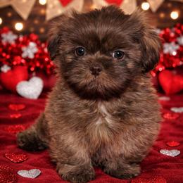 Shiloh - Liver male Shih Tzu puppy in Picayune, Mississippi from Guillot Shih Tzu